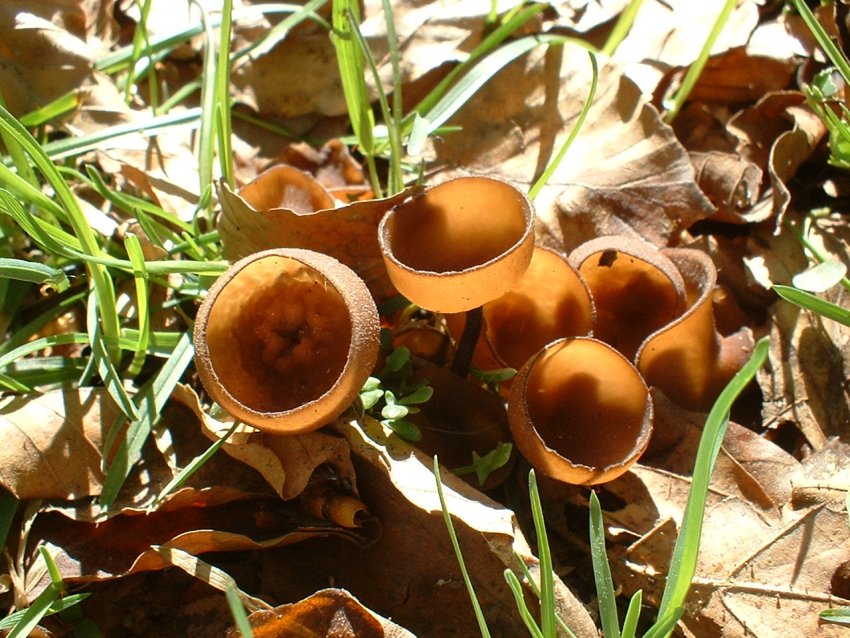 funghi per puffi